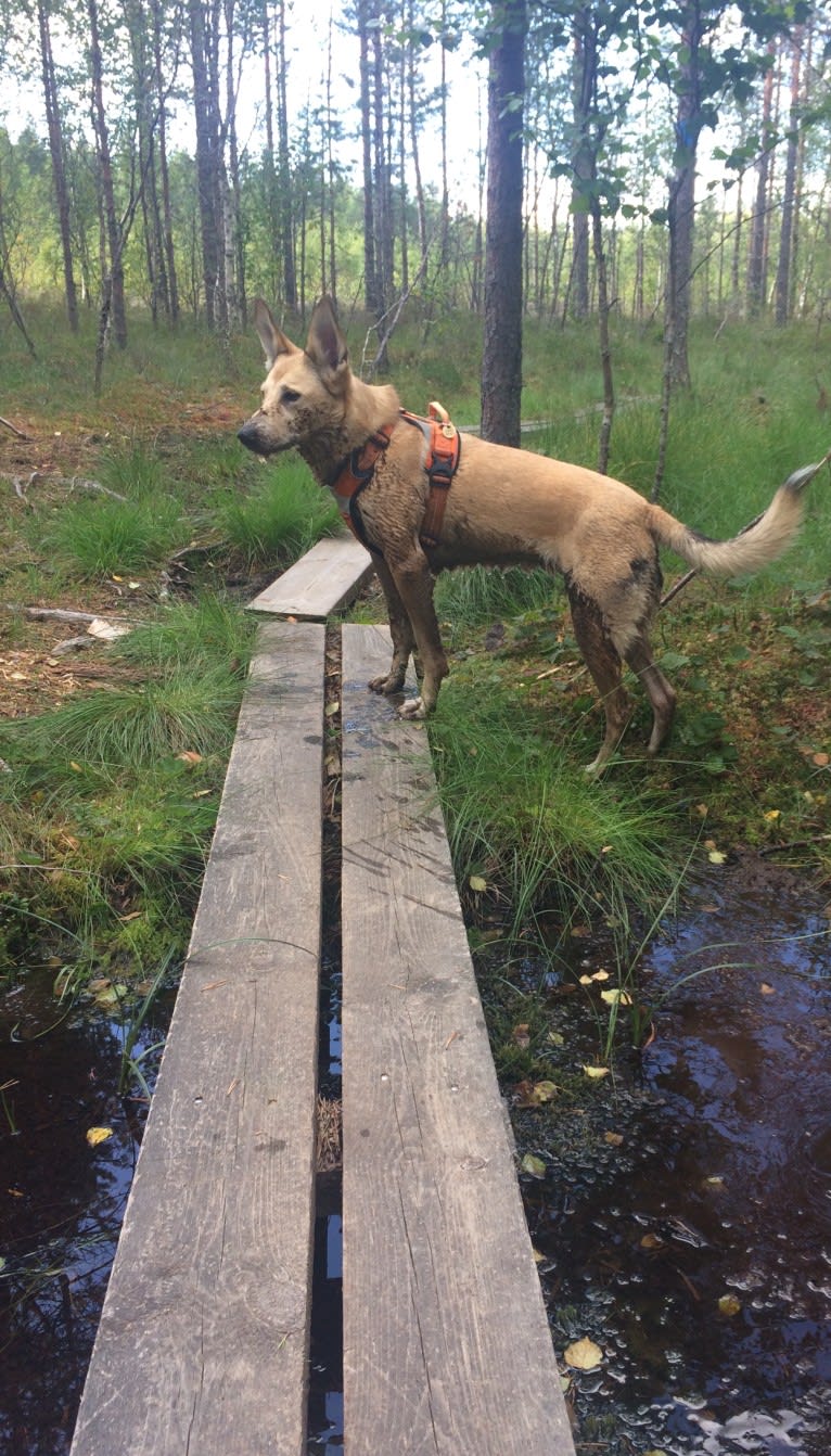 Tori, a Central Asian Village Dog tested with EmbarkVet.com