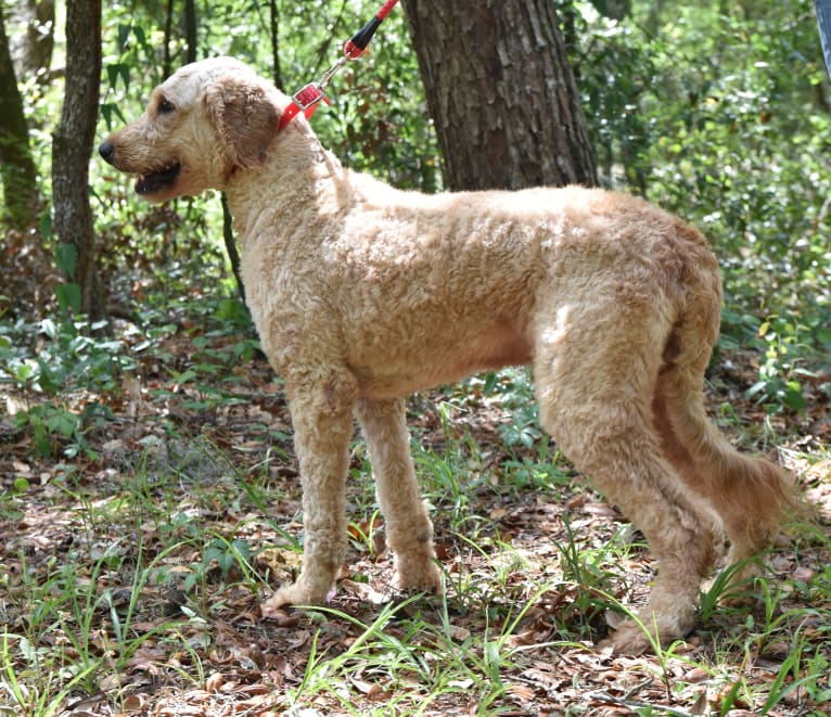 marty, a Goldendoodle tested with EmbarkVet.com