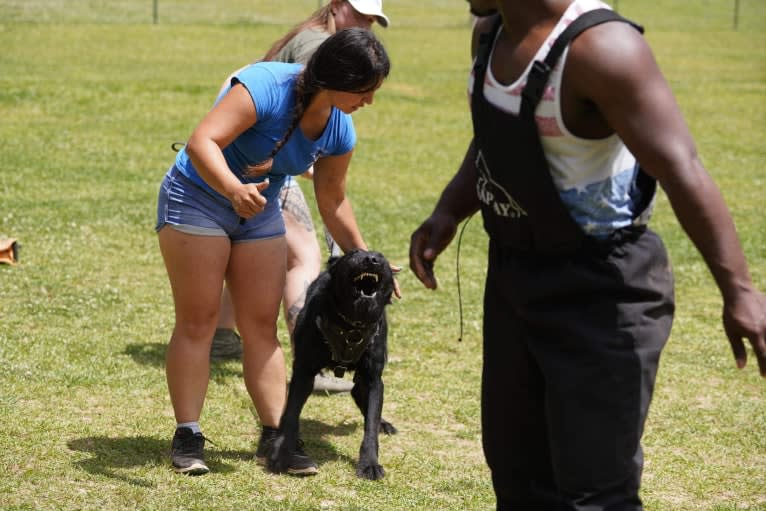 Vaatu, a Black Russian Terrier and Belgian Malinois mix tested with EmbarkVet.com