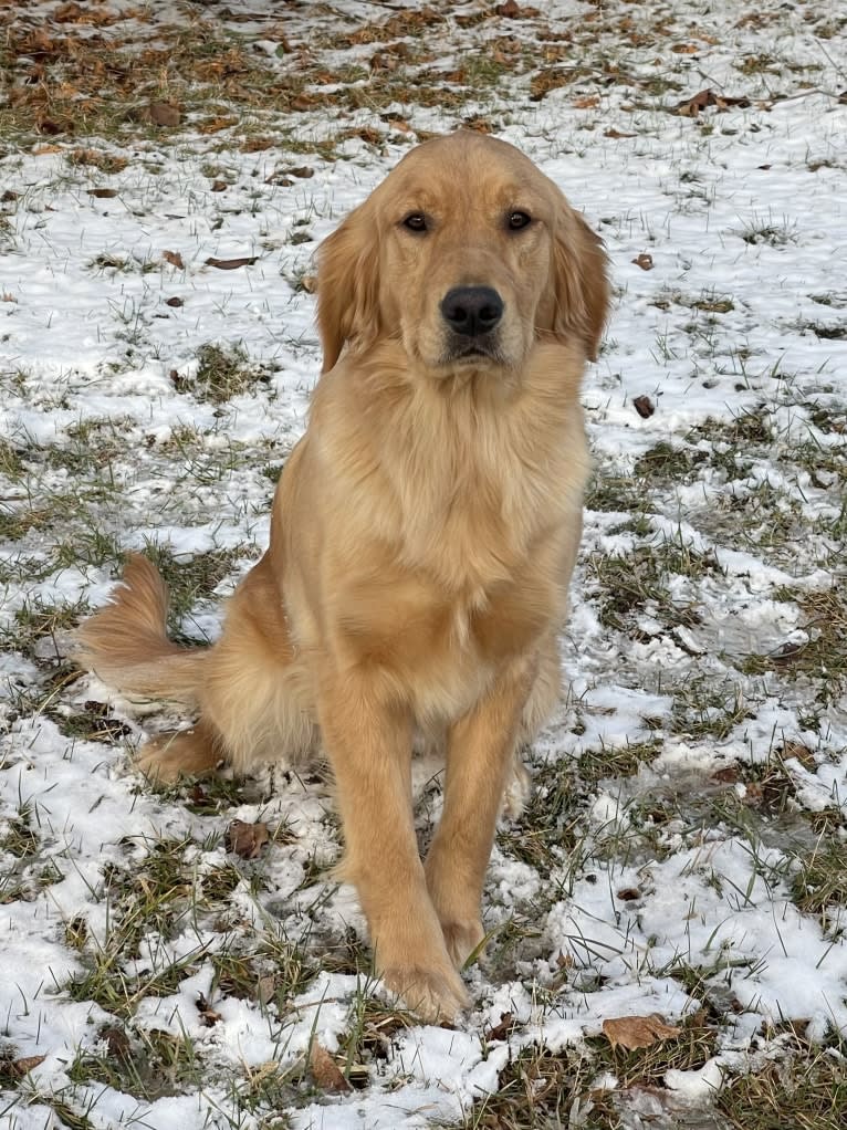 Reba, a Golden Retriever tested with EmbarkVet.com