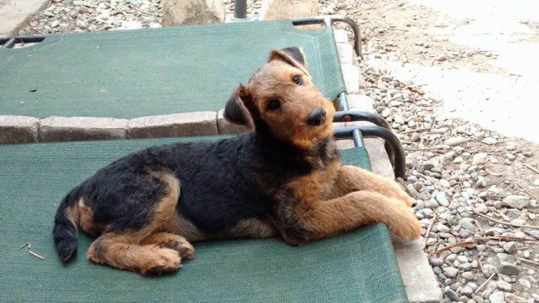 Sasha, an Airedale Terrier tested with EmbarkVet.com