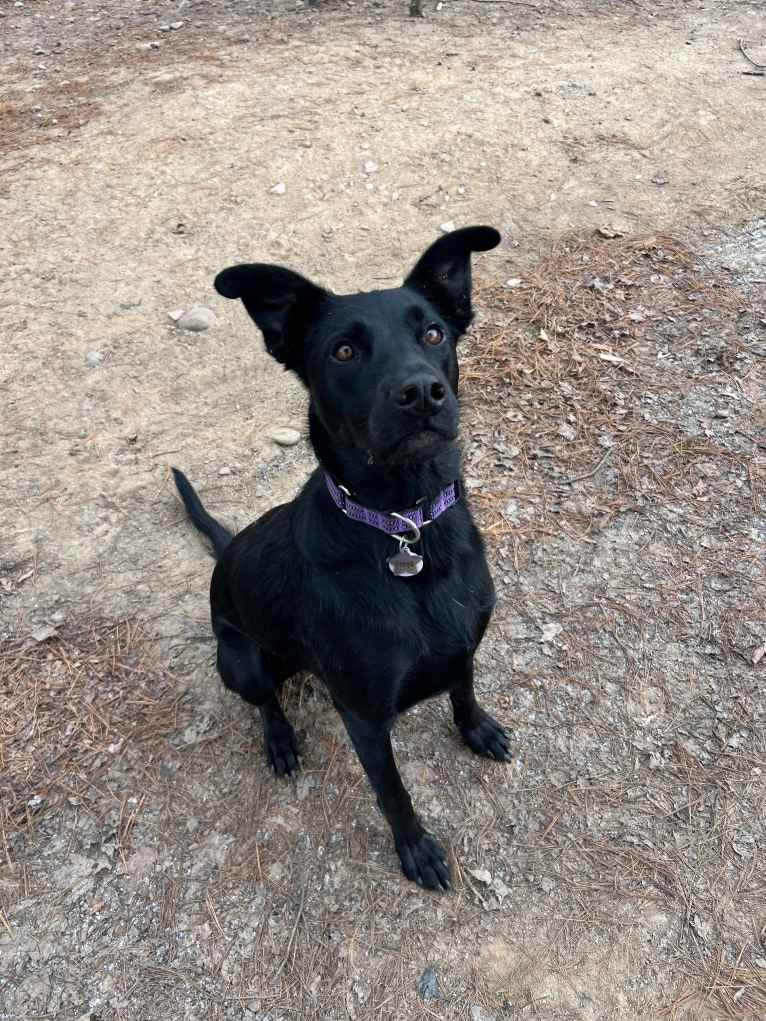 Freya, a Rottweiler and German Shepherd Dog mix tested with EmbarkVet.com