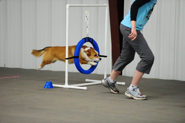 Wizard, a Pembroke Welsh Corgi and Border Collie mix tested with EmbarkVet.com