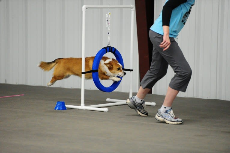 Wizard, a Pembroke Welsh Corgi and Border Collie mix tested with EmbarkVet.com