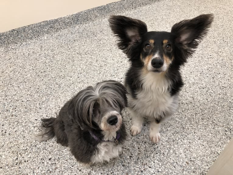 Sophie, a Poodle (Small) and Russell-type Terrier mix tested with EmbarkVet.com