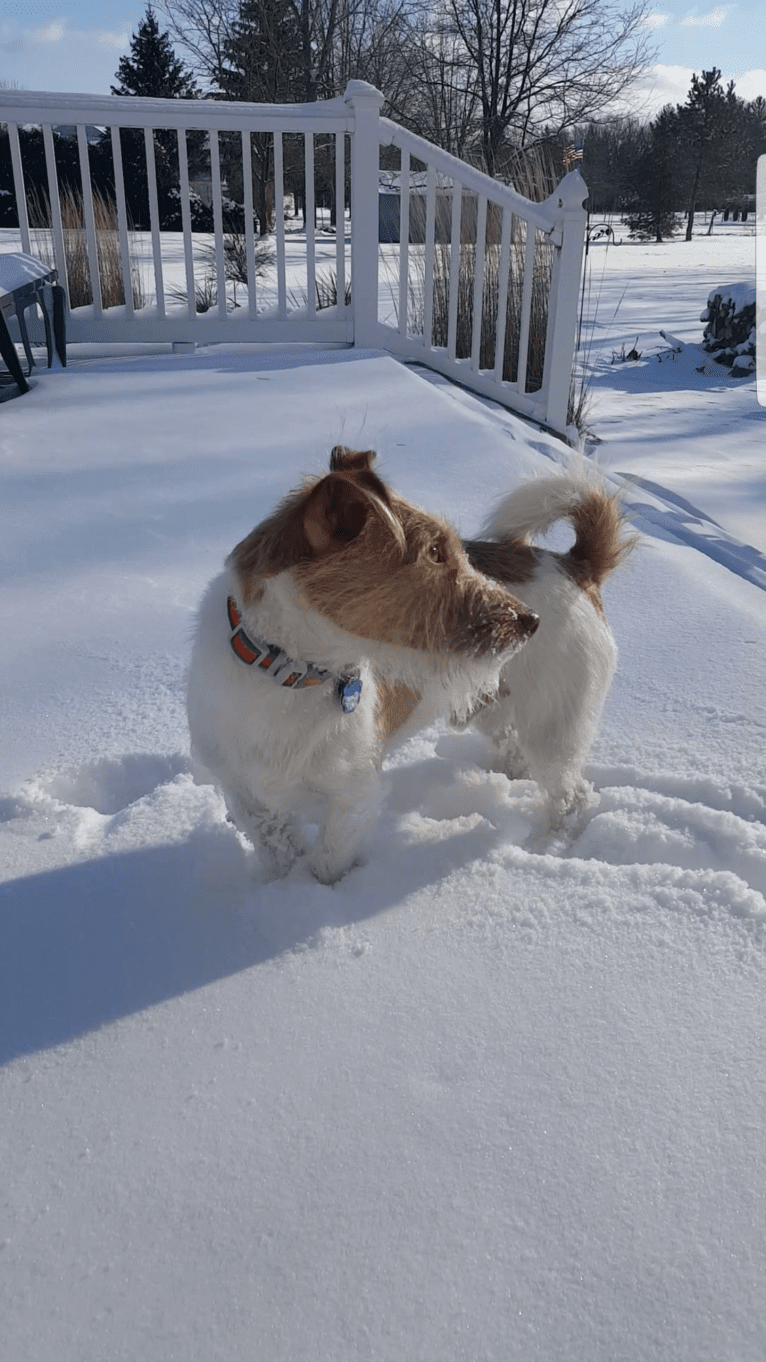 Cue, a Russell-type Terrier and Chihuahua mix tested with EmbarkVet.com