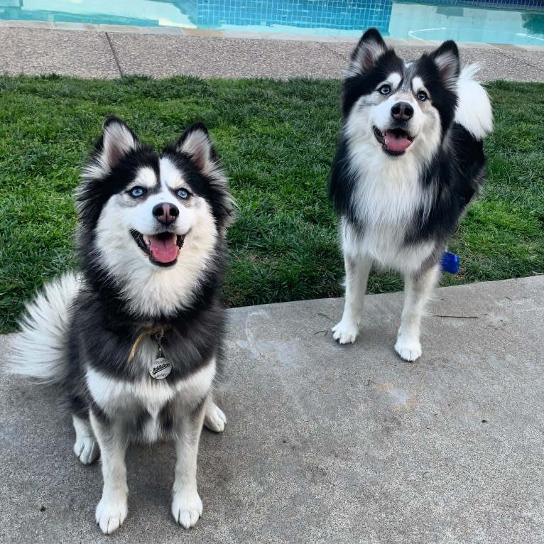 Gamora, a Pomsky tested with EmbarkVet.com