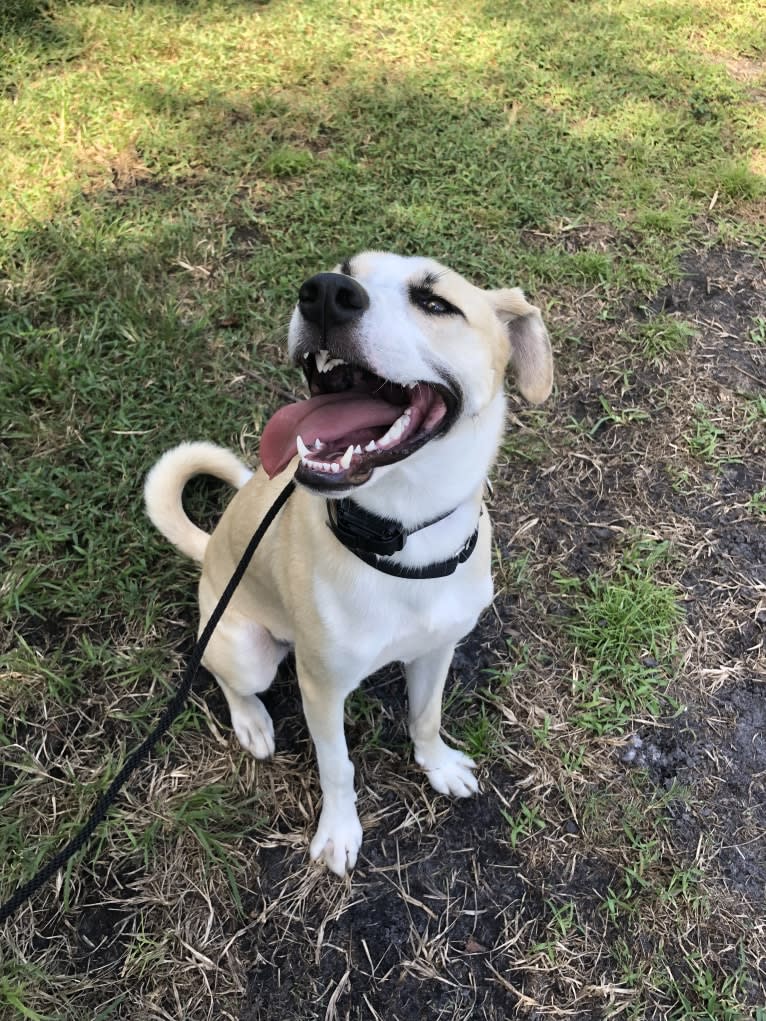 Finn, a Siberian Husky and American Pit Bull Terrier mix tested with EmbarkVet.com