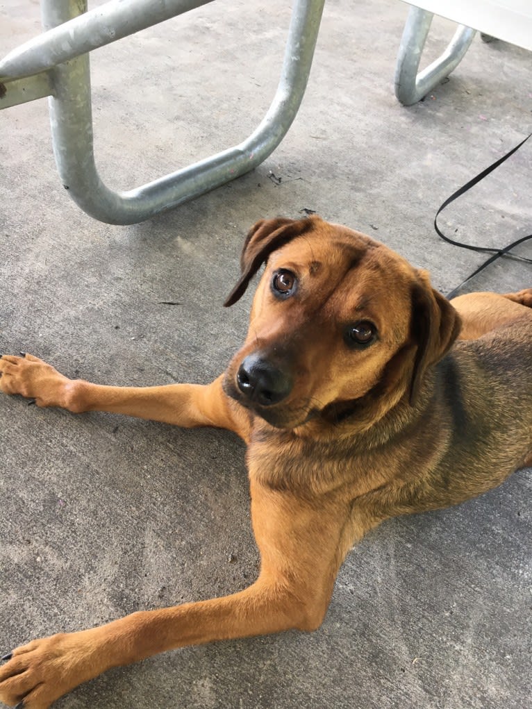 Ginger, a Rottweiler and American Pit Bull Terrier mix tested with EmbarkVet.com