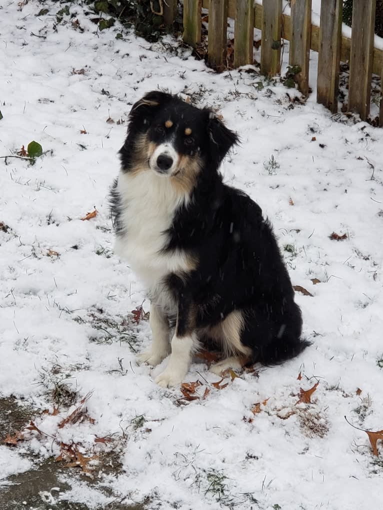 Korra, an Australian Shepherd tested with EmbarkVet.com