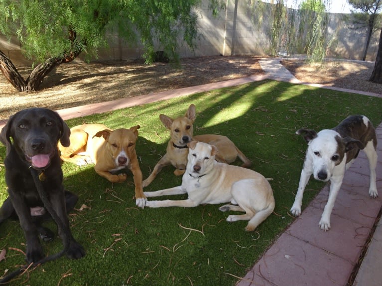Doc, a Chihuahua and American Pit Bull Terrier mix tested with EmbarkVet.com