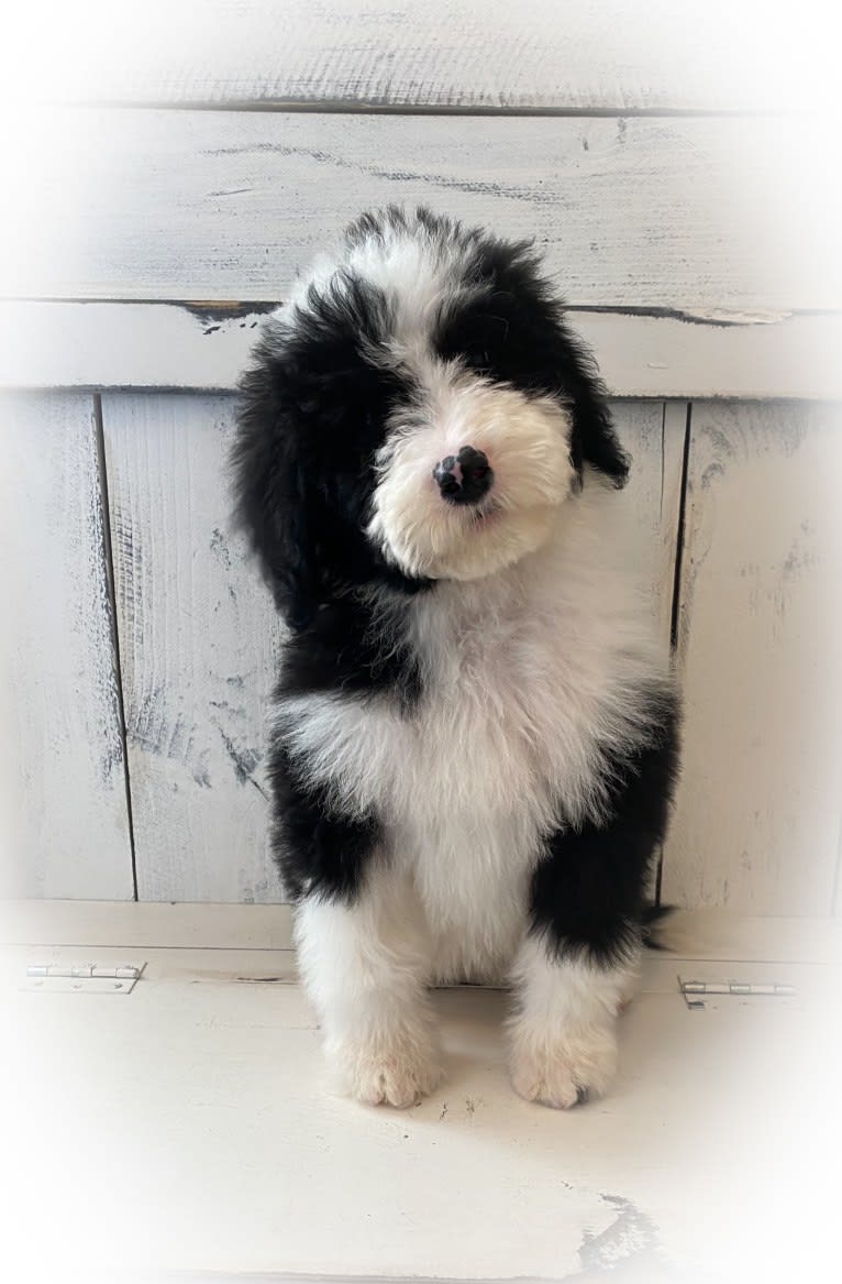 Hattie, a Sheepadoodle tested with EmbarkVet.com