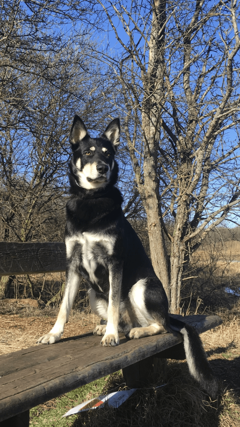 Bombao, an Eastern European Village Dog tested with EmbarkVet.com