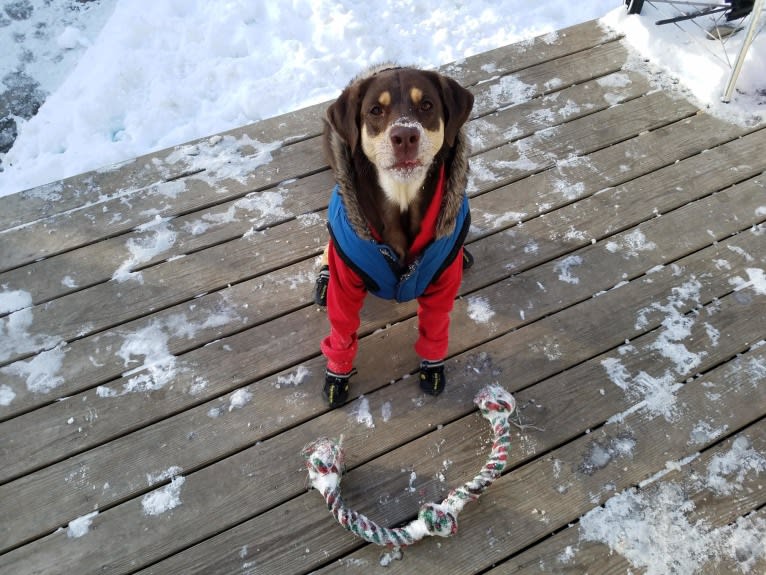 Kuemper, a Labrador Retriever and Golden Retriever mix tested with EmbarkVet.com