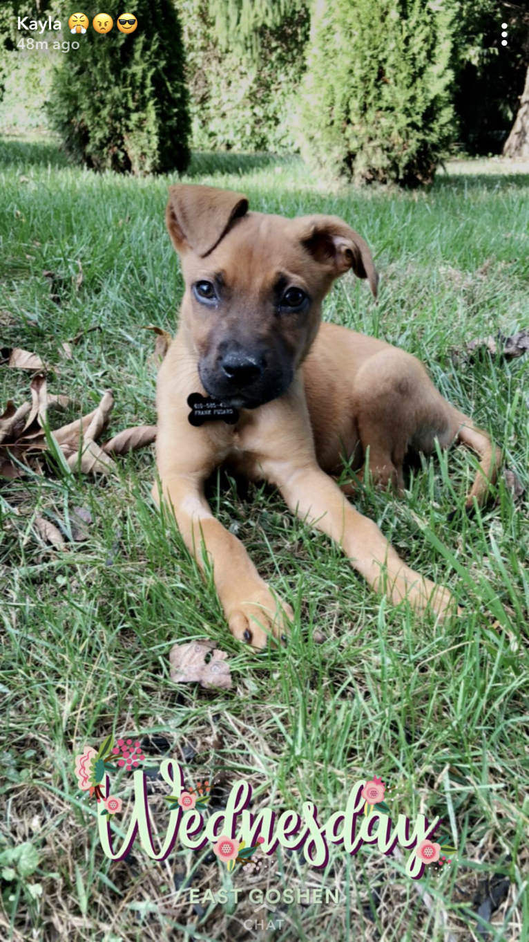 Rocco, an American Pit Bull Terrier and German Shepherd Dog mix tested with EmbarkVet.com