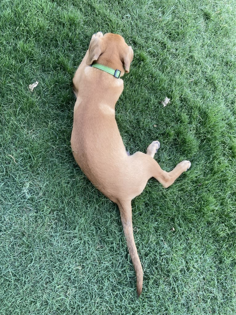 Enzo, a German Shepherd Dog and Doberman Pinscher mix tested with EmbarkVet.com