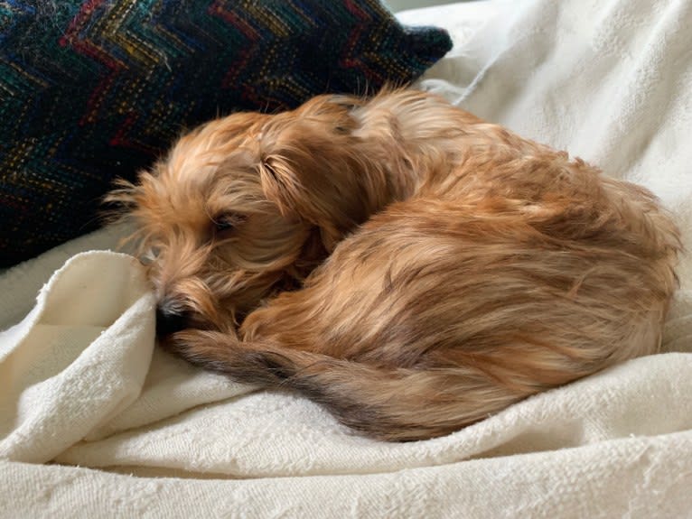 Winslow, a Yorkshire Terrier and Dachshund mix tested with EmbarkVet.com