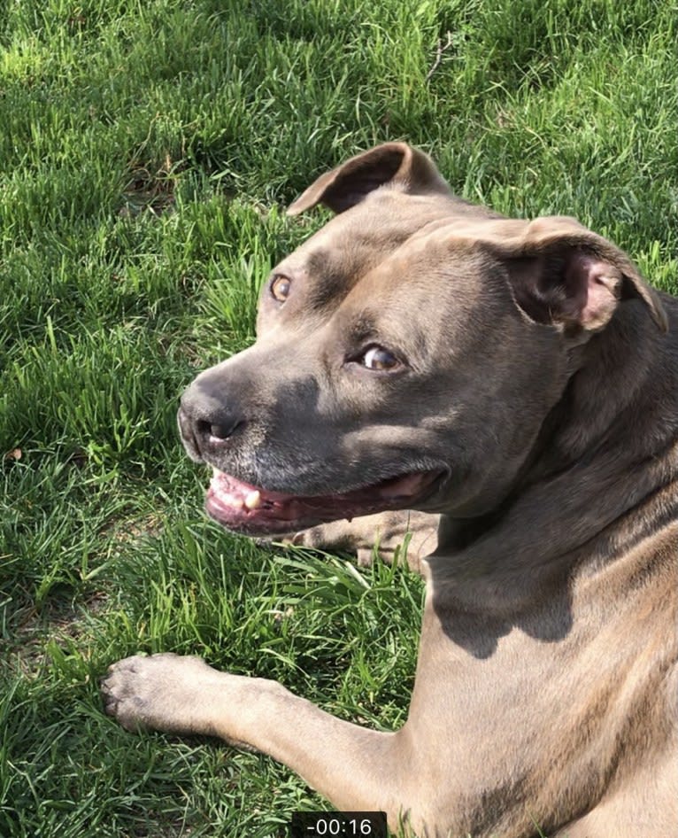 Raven, an American Pit Bull Terrier and American Staffordshire Terrier mix tested with EmbarkVet.com