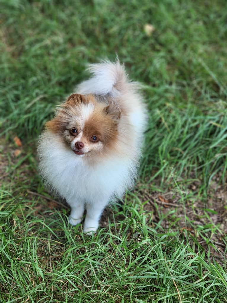 Gemini, a Pomeranian tested with EmbarkVet.com