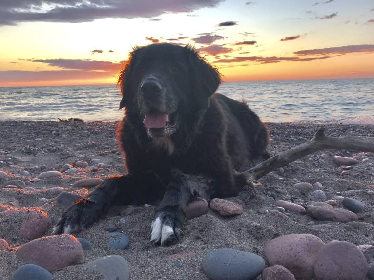 Dali, a Saint Bernard and Golden Retriever mix tested with EmbarkVet.com