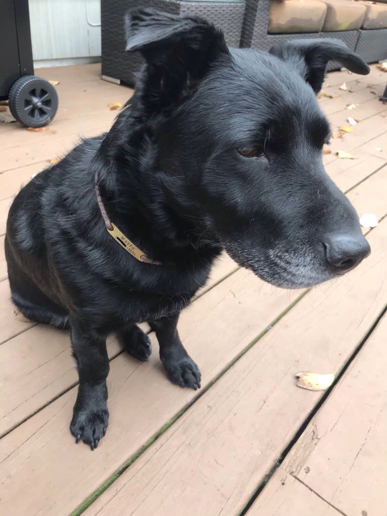 Marlo, a Chinese Shar-Pei and Border Collie mix tested with EmbarkVet.com