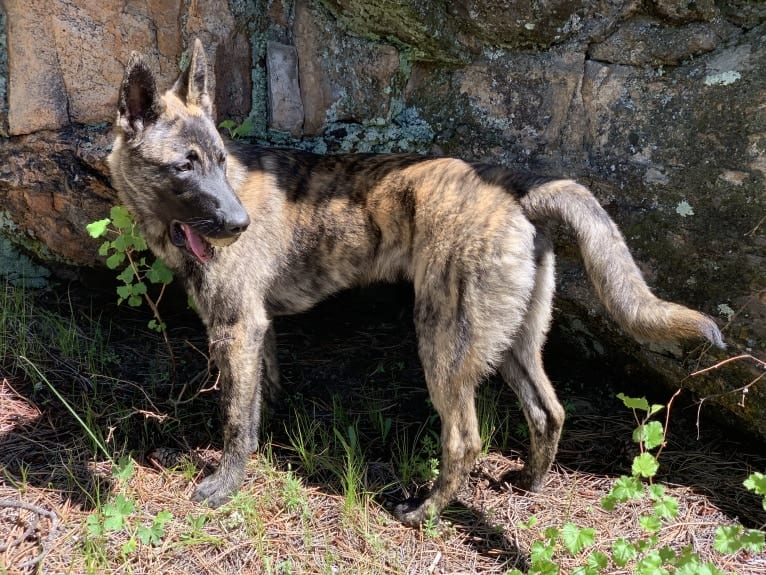 Jaeger des las Flores, a Dutch Shepherd tested with EmbarkVet.com