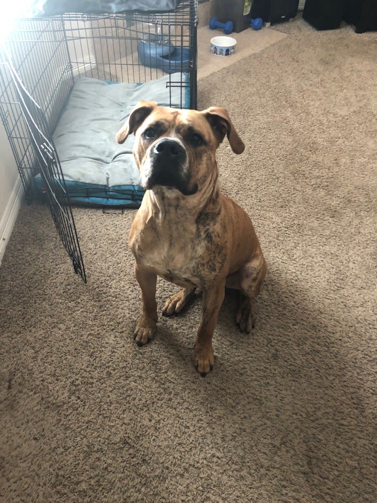 Mikey, an American Bulldog tested with EmbarkVet.com