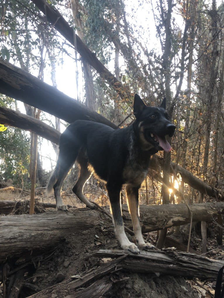 Merle, an Anatolian Shepherd Dog and German Shepherd Dog mix tested with EmbarkVet.com