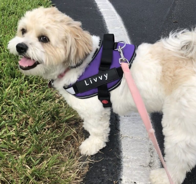 Livvy, a Shih Tzu and Chihuahua mix tested with EmbarkVet.com