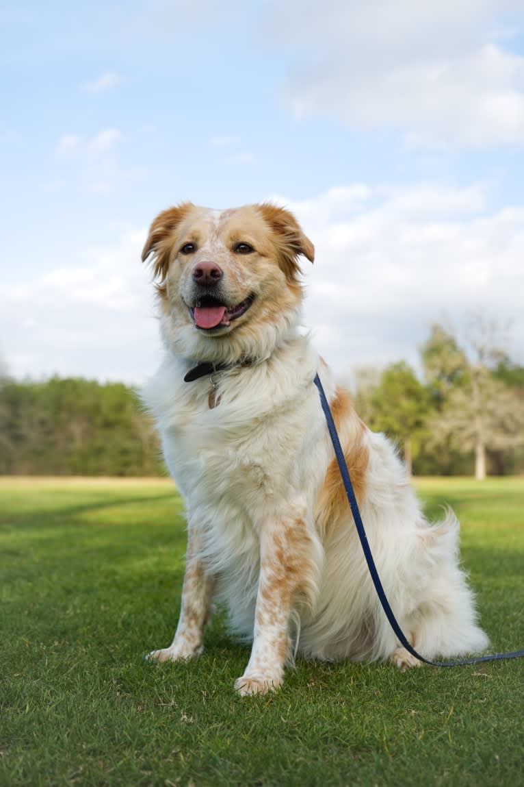 Wendy, a Great Pyrenees and American Pit Bull Terrier mix tested with EmbarkVet.com