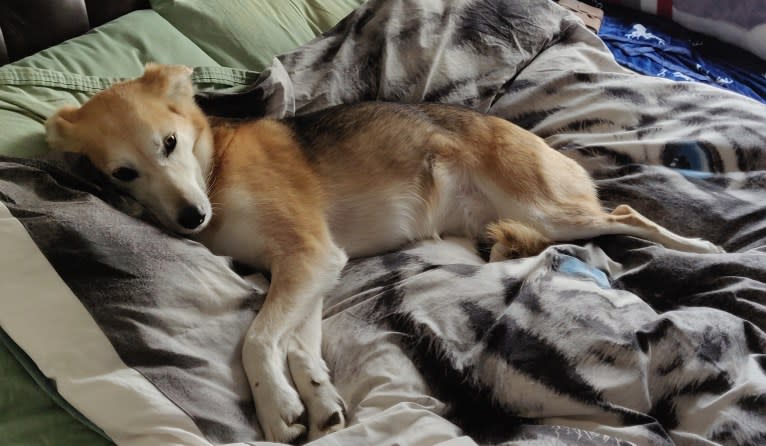 Mushski, an Alaskan-type Husky and Golden Retriever mix tested with EmbarkVet.com