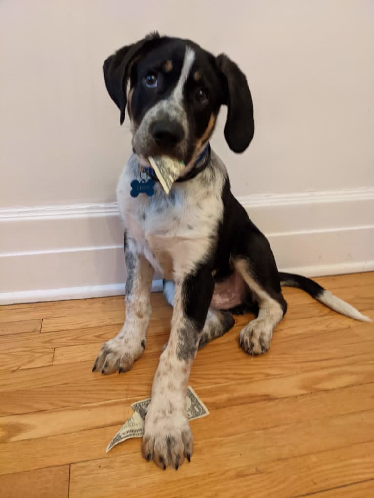 Crick, a Border Collie and Bluetick Coonhound mix tested with EmbarkVet.com