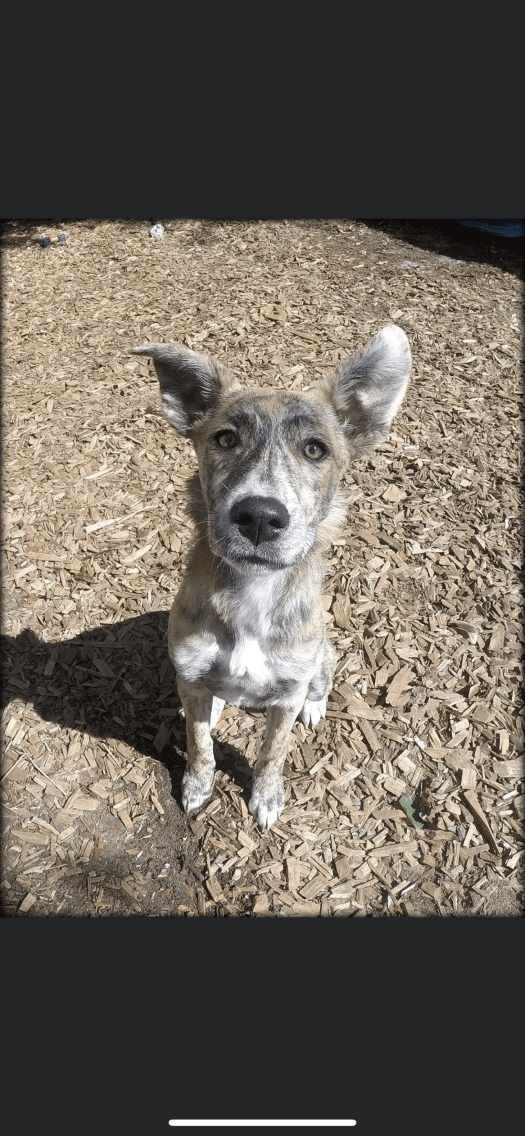 Charlie, a German Shepherd Dog and American Pit Bull Terrier mix tested with EmbarkVet.com