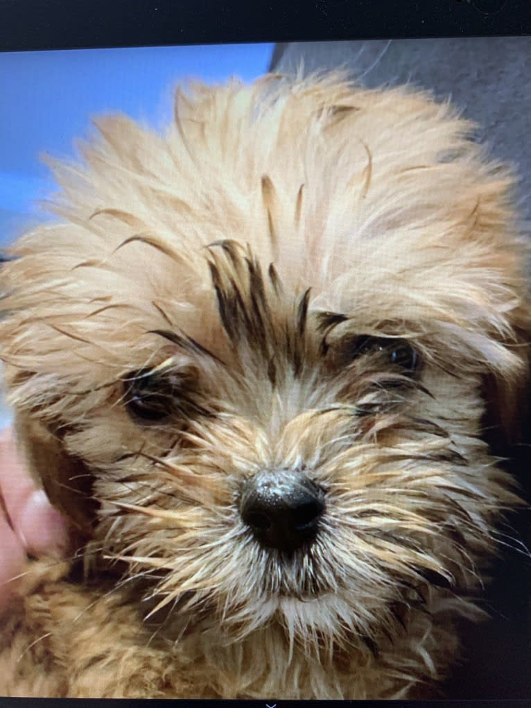 Gonta, a Yorkshire Terrier and Cocker Spaniel mix tested with EmbarkVet.com