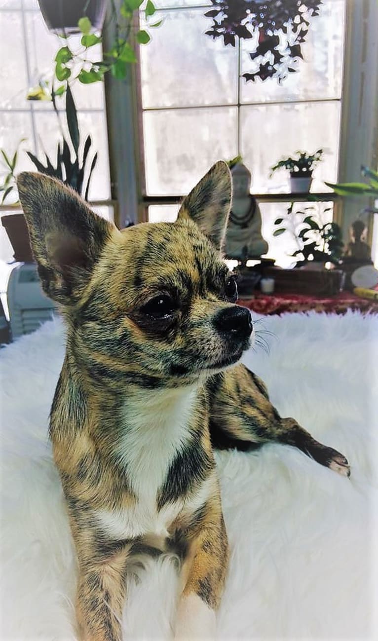 Artemis, a Chihuahua tested with EmbarkVet.com