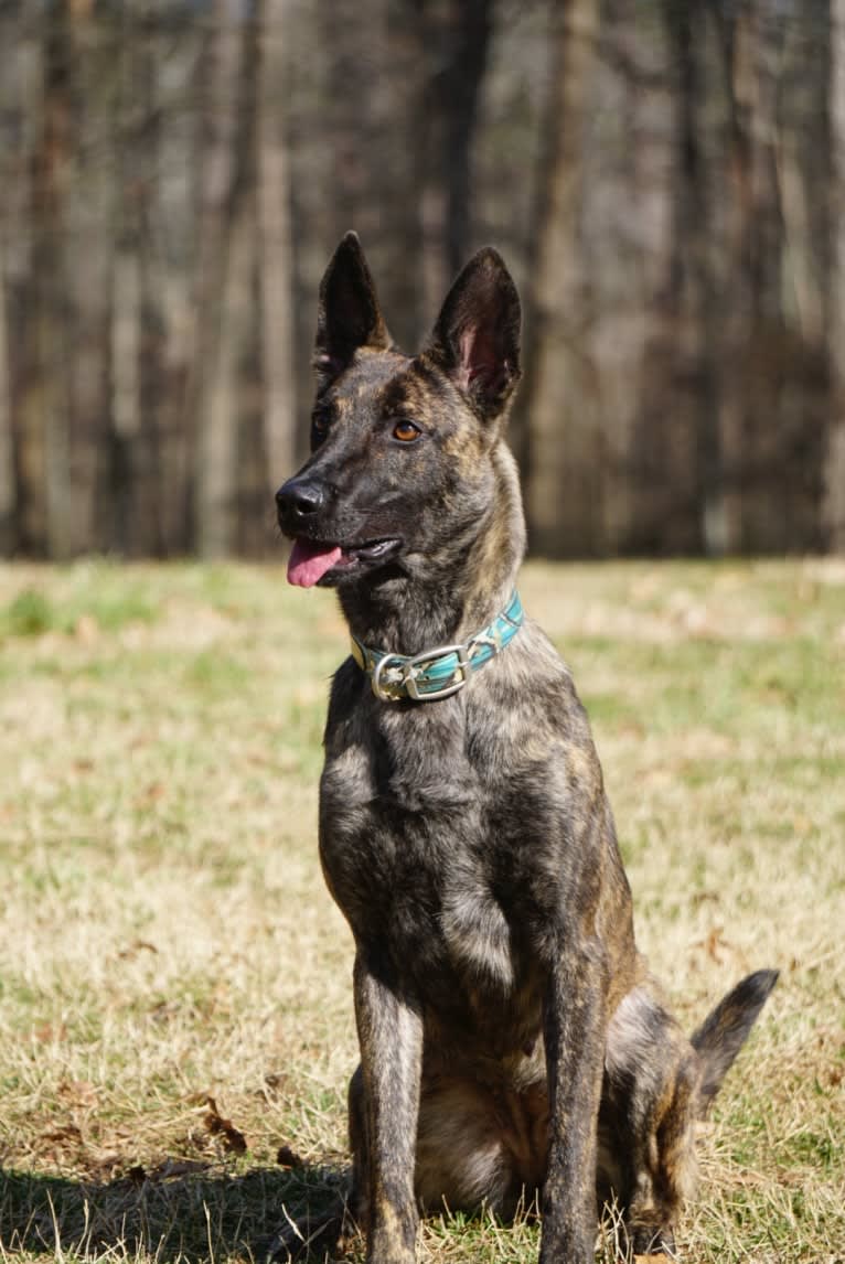 Jinx Van Patriot, a Dutch Shepherd and German Shepherd Dog mix tested with EmbarkVet.com