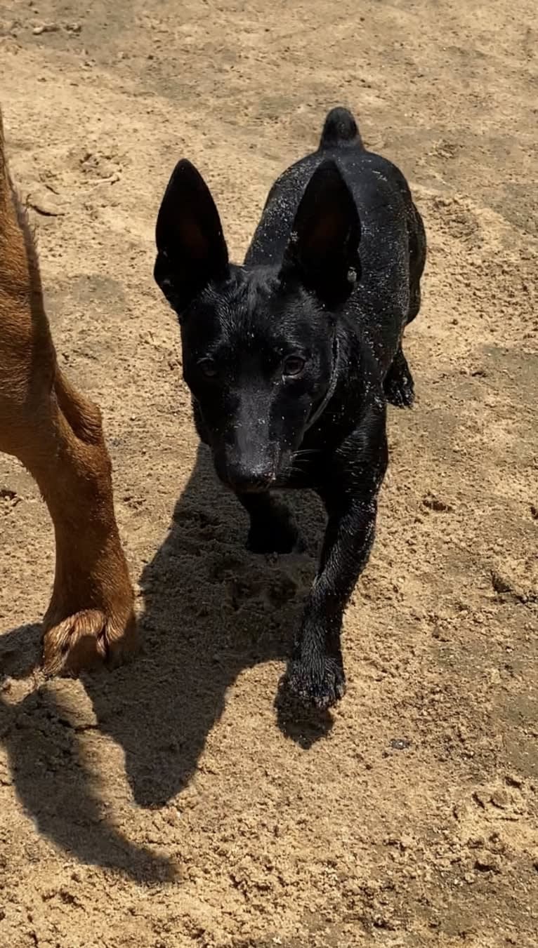 Shadow, a Rat Terrier tested with EmbarkVet.com
