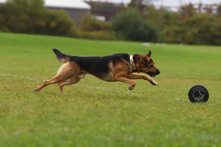 Grizzly, a German Shepherd Dog and Rottweiler mix tested with EmbarkVet.com