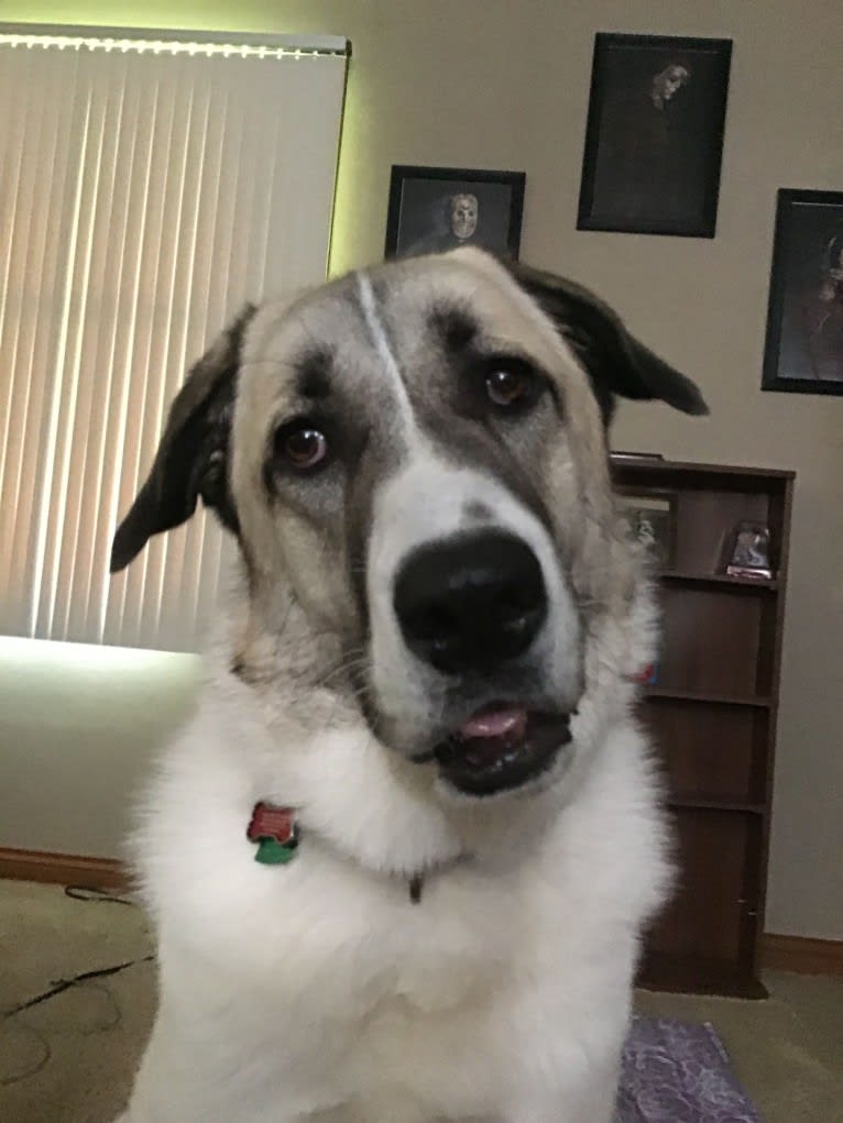 Winnie, an Anatolian Shepherd Dog and Great Pyrenees mix tested with EmbarkVet.com