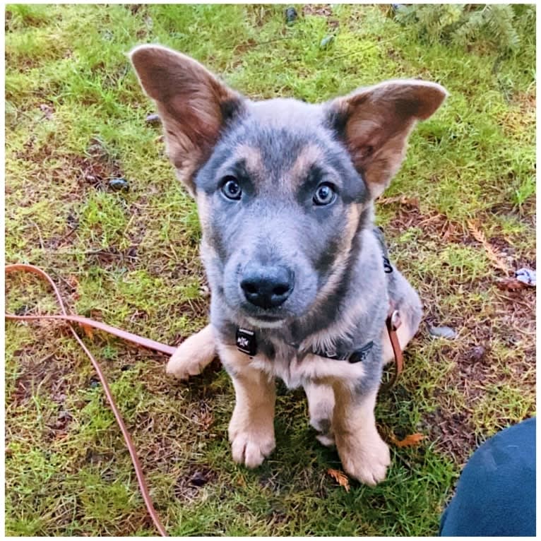 Marvin, a German Shepherd Dog and Australian Cattle Dog mix tested with EmbarkVet.com