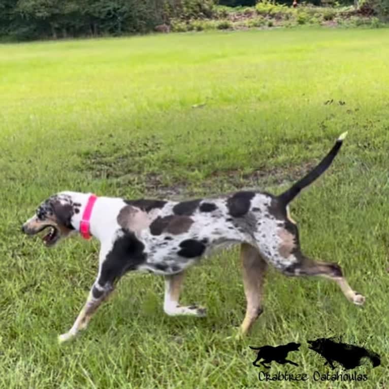 Maze, a Catahoula Leopard Dog tested with EmbarkVet.com