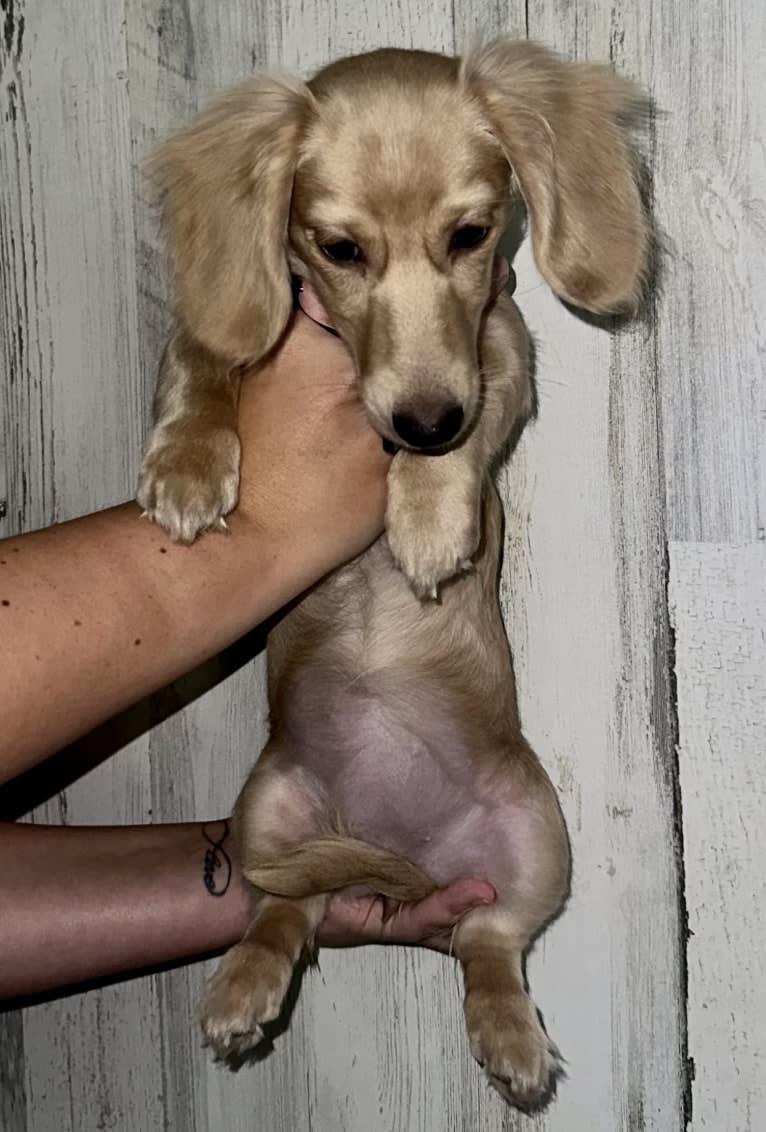 Daisy, a Dachshund tested with EmbarkVet.com