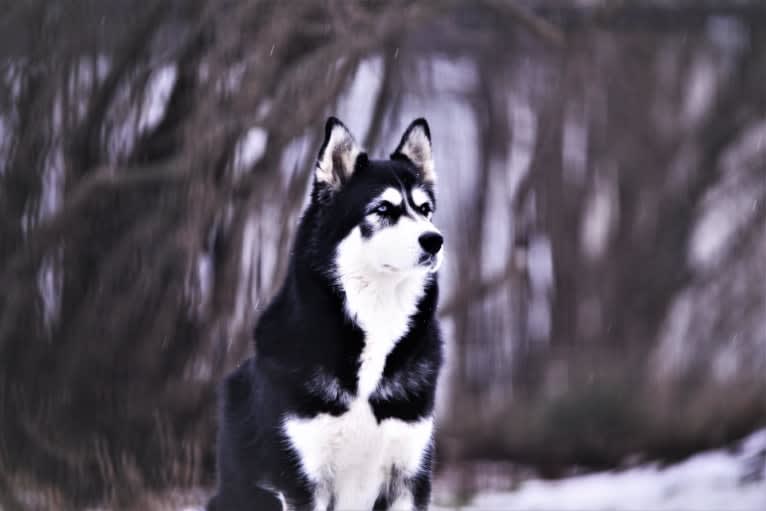 Spirit, a Siberian Husky tested with EmbarkVet.com