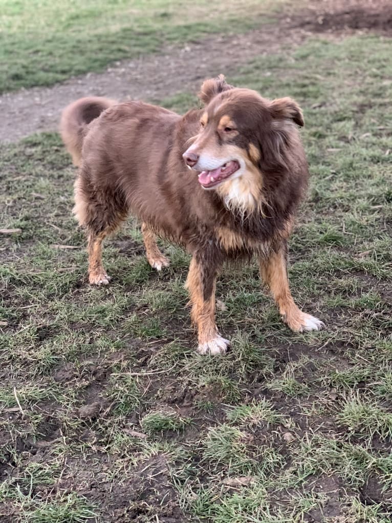 Rosie O'Doggell, an Australian Shepherd and German Shepherd Dog mix tested with EmbarkVet.com