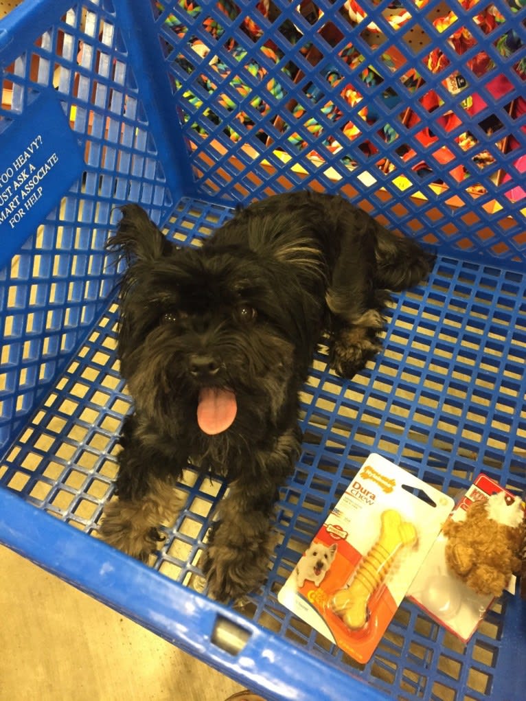 Lucy, a Pomeranian and Lhasa Apso mix tested with EmbarkVet.com