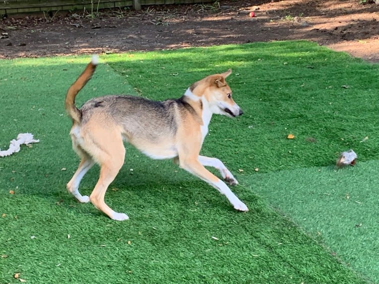 Baxter, a Mountain Cur and West Siberian Laika mix tested with EmbarkVet.com