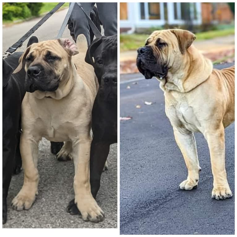 Gobi Boland, a Boerboel tested with EmbarkVet.com