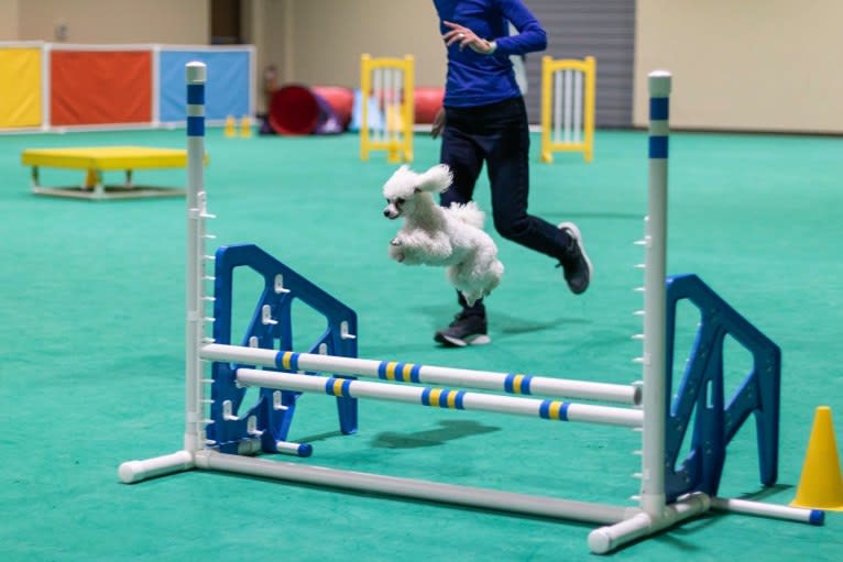 Keiko, a Poodle (Small) tested with EmbarkVet.com