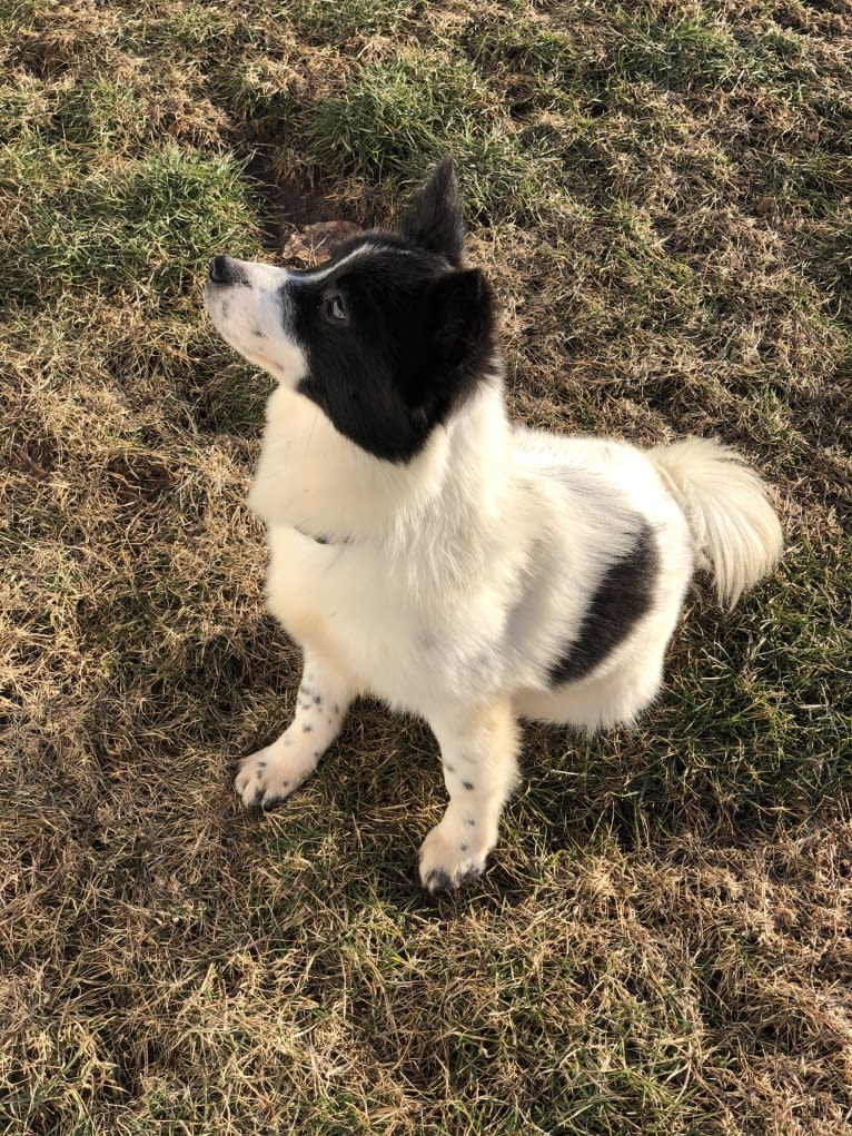 Clank, a Japanese or Korean Village Dog tested with EmbarkVet.com