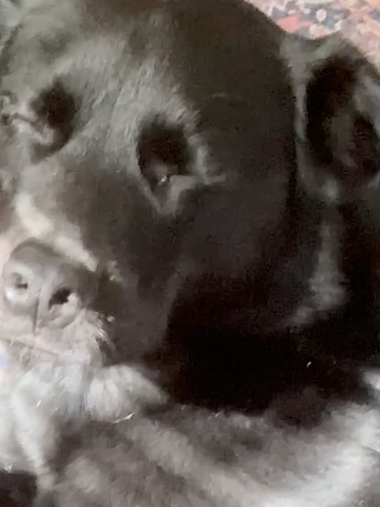 Saint, a Labrador Retriever and German Shepherd Dog mix tested with EmbarkVet.com